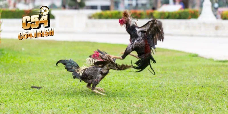 Đôi nét giới thiệu về các thể loại đá gà C54