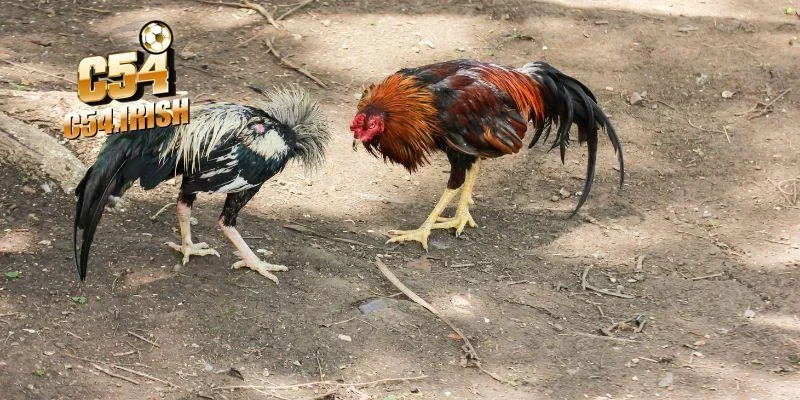 Khám phá đa dạng các thể loại đá gà C54