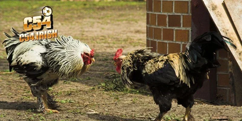 Vài nét giới thiệu về sân chơi đá gà C54